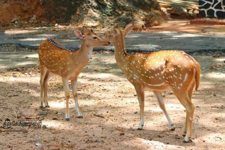Uppuveli Beach House Trincomalee Luaran gambar